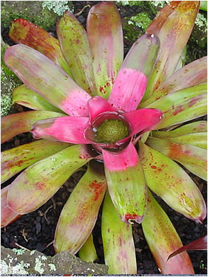 Totara Waters Sub-Tropical Garden - Bromeliads