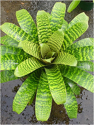 Totara Waters Sub-Tropical Garden - Bromeliads