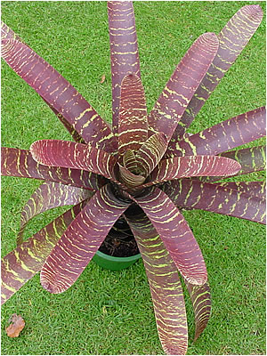 Totara Waters Sub-Tropical Garden - Bromeliads