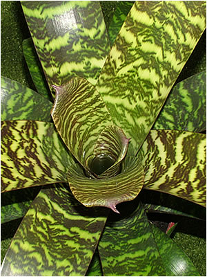 Totara Waters Sub-Tropical Garden - Bromeliads