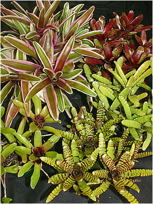 Totara Waters Sub-Tropical Garden - Bromeliads