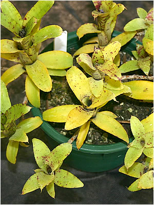 Totara Waters Sub-Tropical Garden - Bromeliads