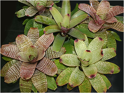 Totara Waters Sub-Tropical Garden - Bromeliads