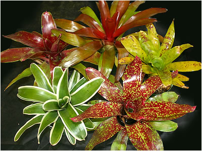 Totara Waters Sub-Tropical Garden - Bromeliads