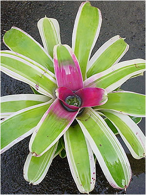 Totara Waters Sub-Tropical Garden - Bromeliads