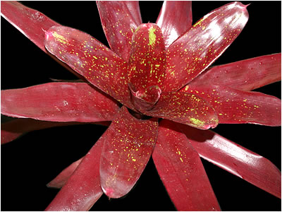 Totara Waters Sub-Tropical Garden - Bromeliads