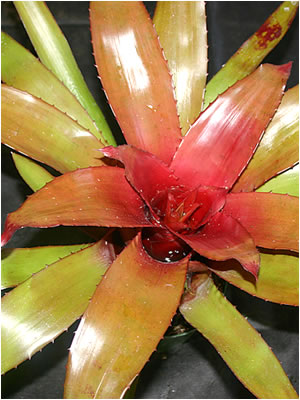 Totara Waters Sub-Tropical Garden - Bromeliads