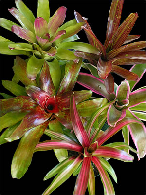 Totara Waters Sub-Tropical Garden - Bromeliads