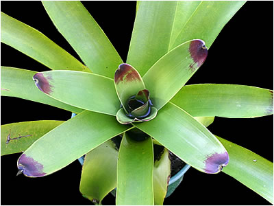 Totara Waters Sub-Tropical Garden - Bromeliads
