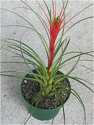 Totara Waters Sub-Tropical Garden - Bromeliads
