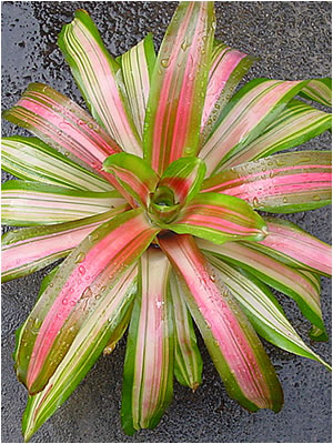 Totara Waters Sub-Tropical Garden - Bromeliads