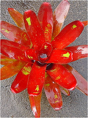 Totara Waters Sub-Tropical Garden - Bromeliads